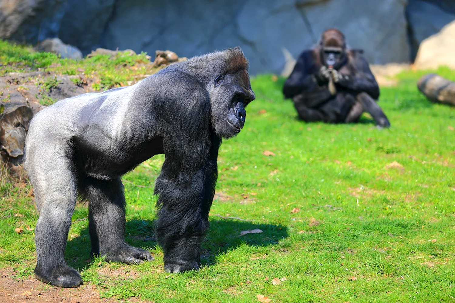 Равнинная горилла
