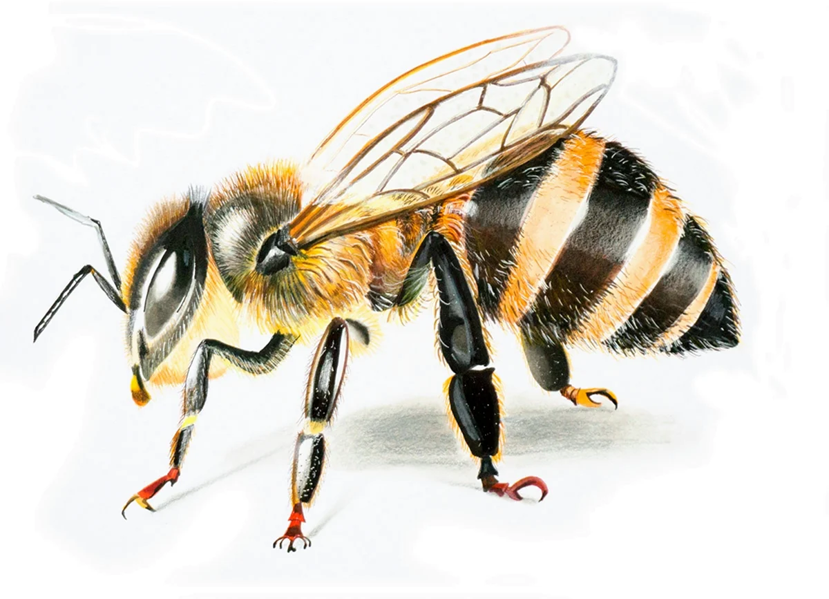 Реалистичная пчела