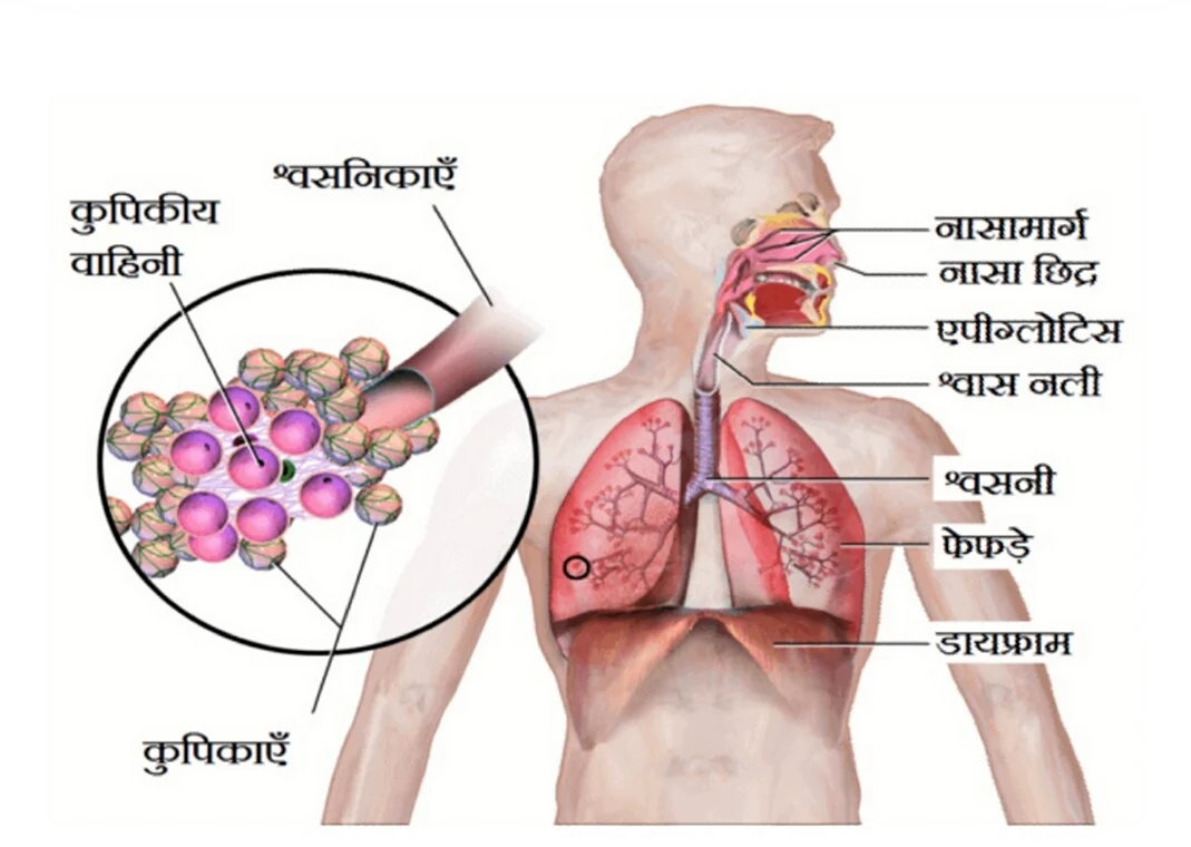 Respiratory System haqida