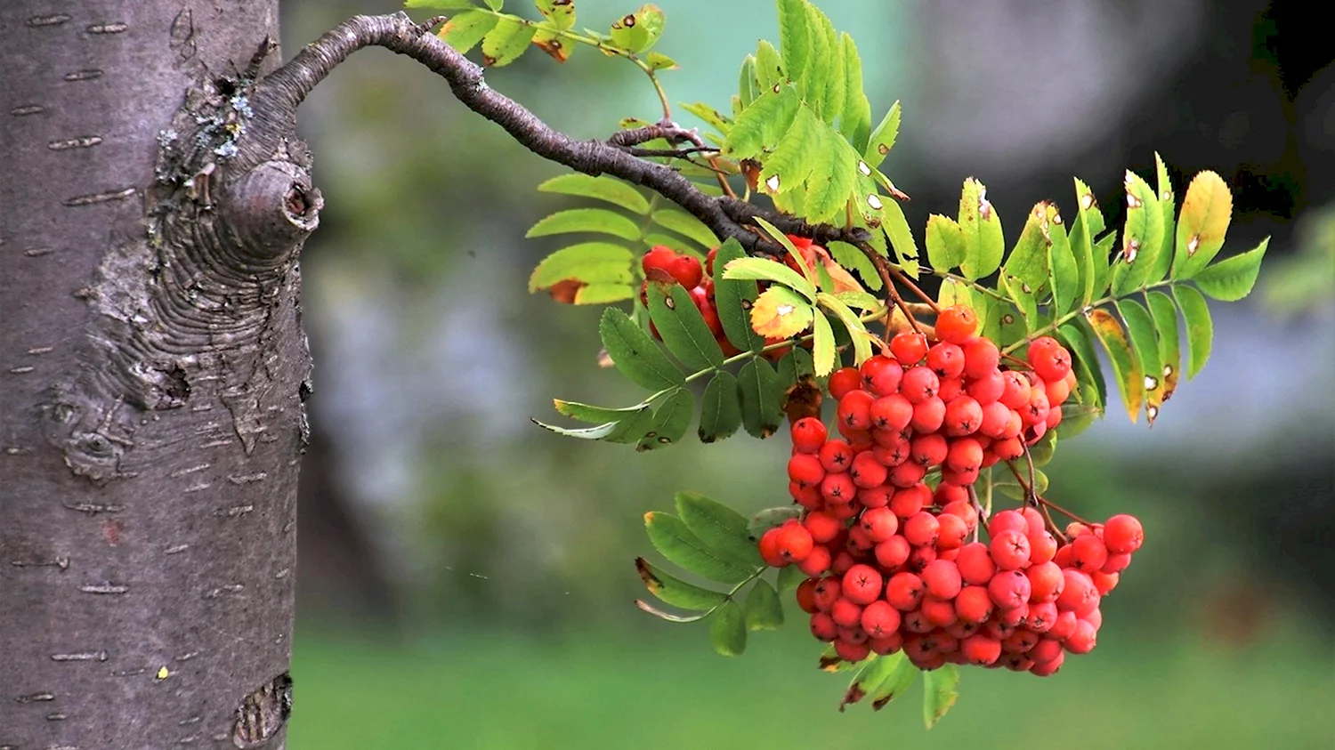 Рябина обыкновенная – Sorbus aucuparia кора