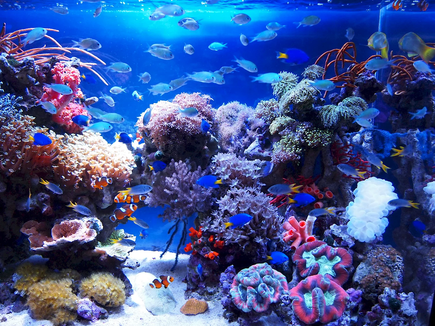Риф для аквариума