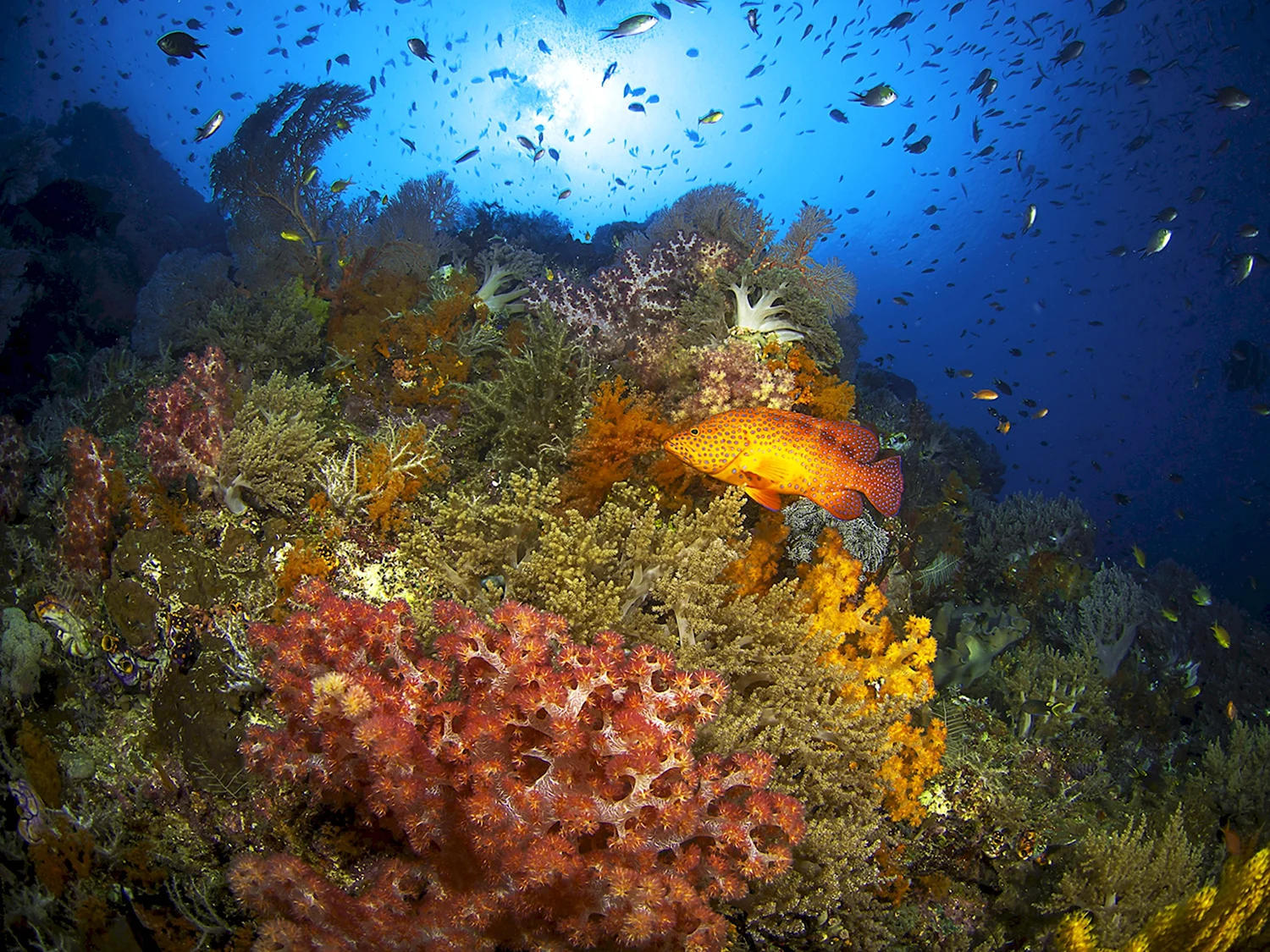 Рифы красного моря