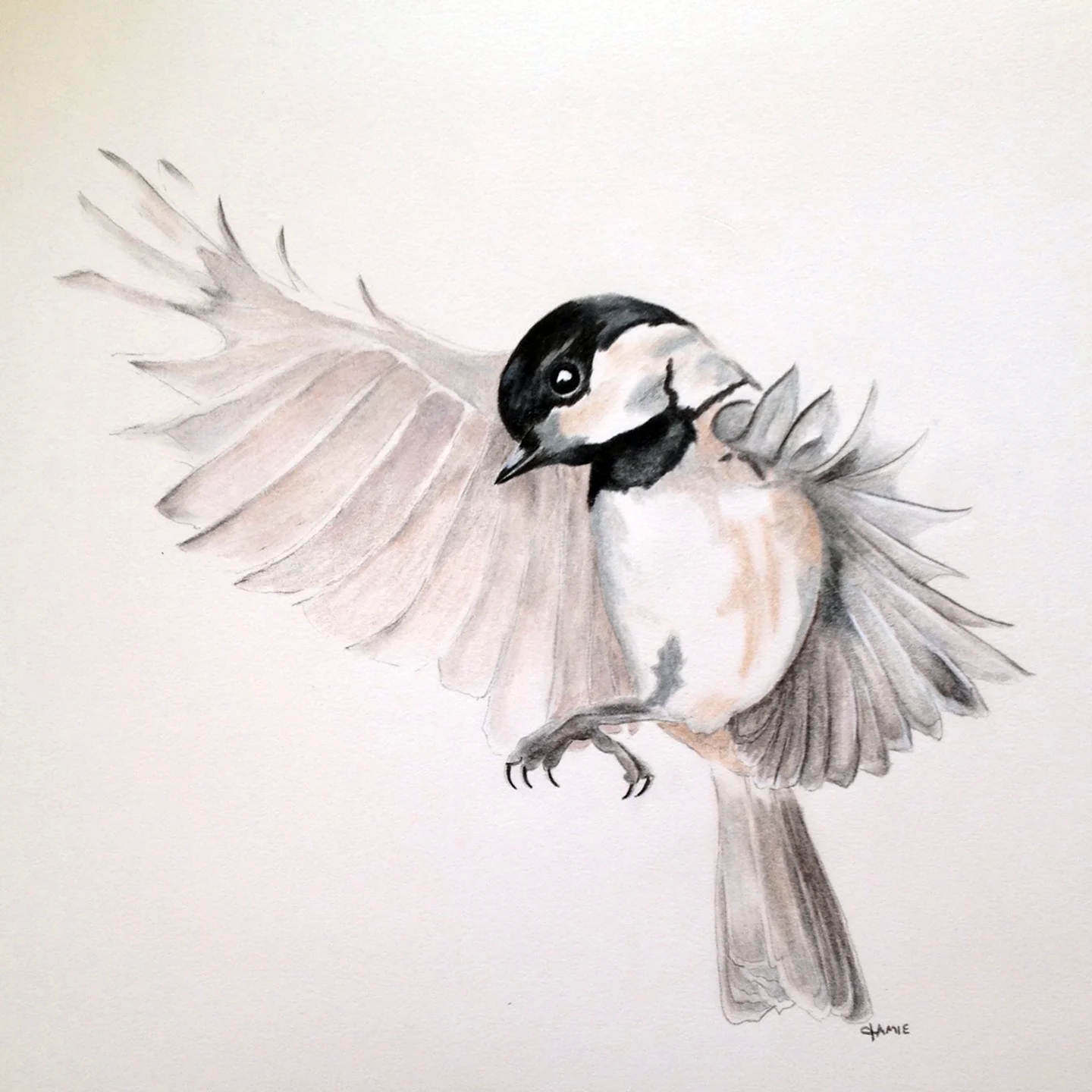 Рисование птиц карандашом