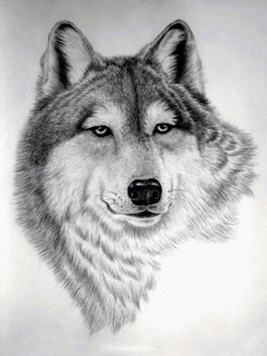 Рисунок волка летнего морда