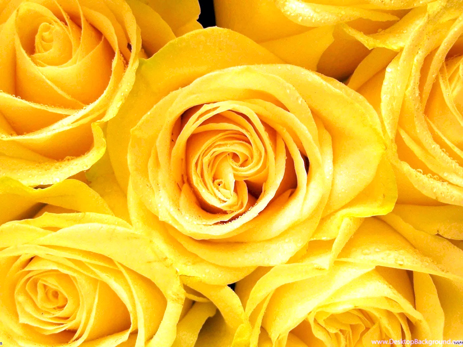 Фото по запросу Желтые цветы