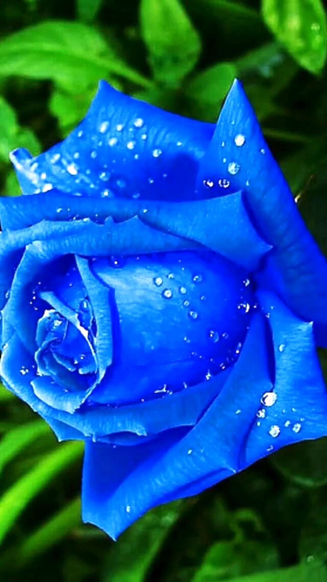 Роза голубая