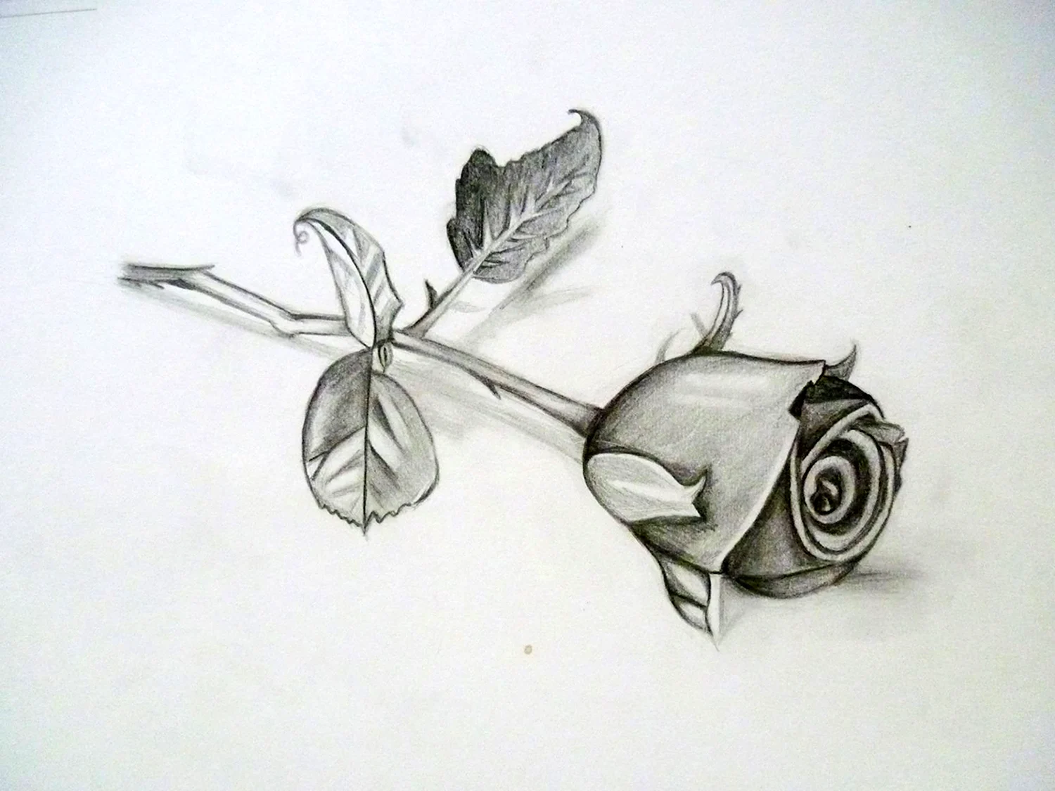 Роза карандашом
