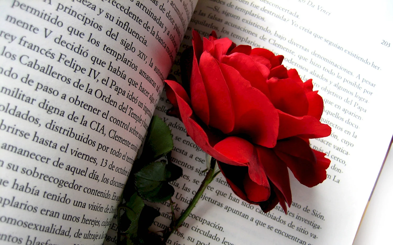 Роза на книге