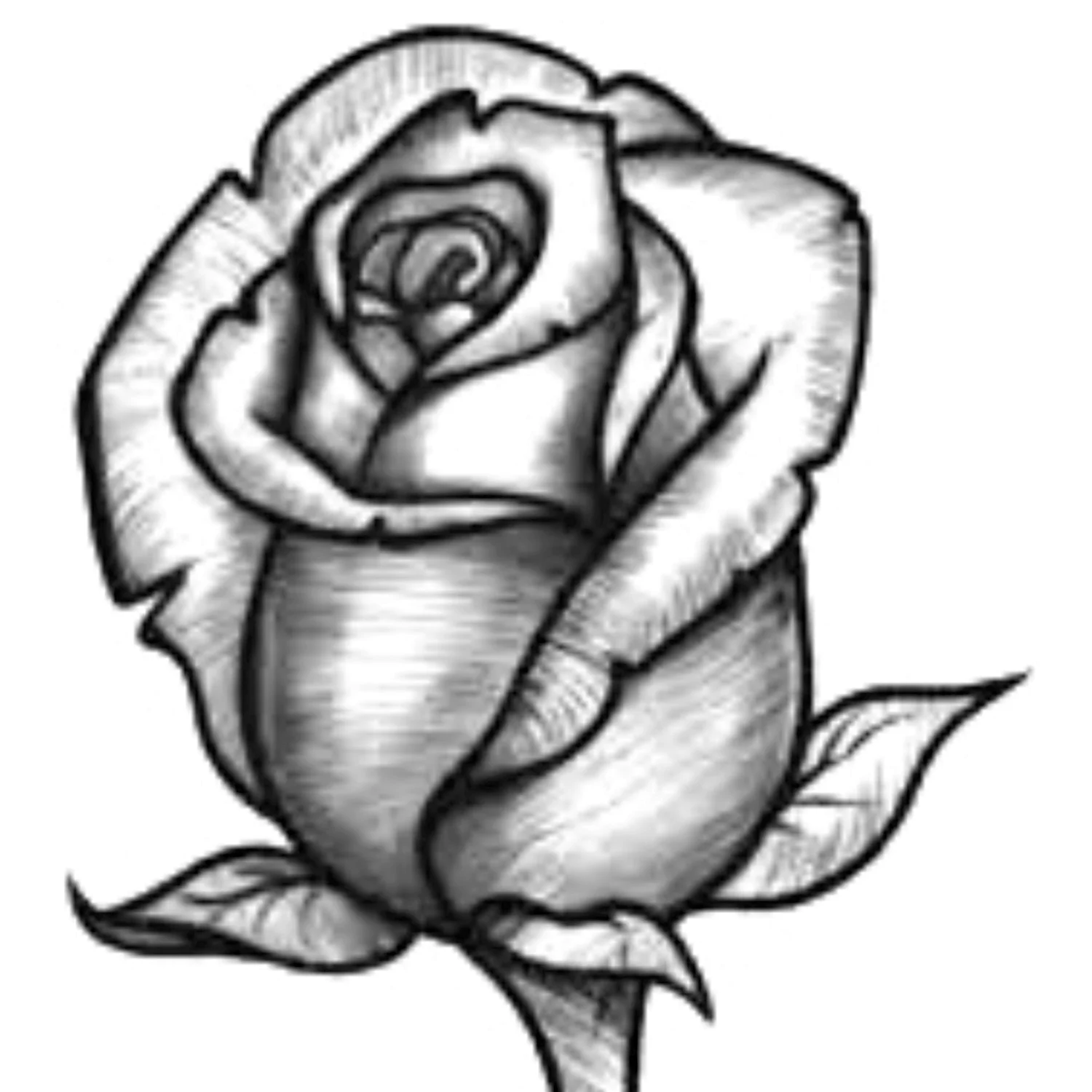 Раскраски Розы (14 шт.) - скачать или распечатать бесплатно #