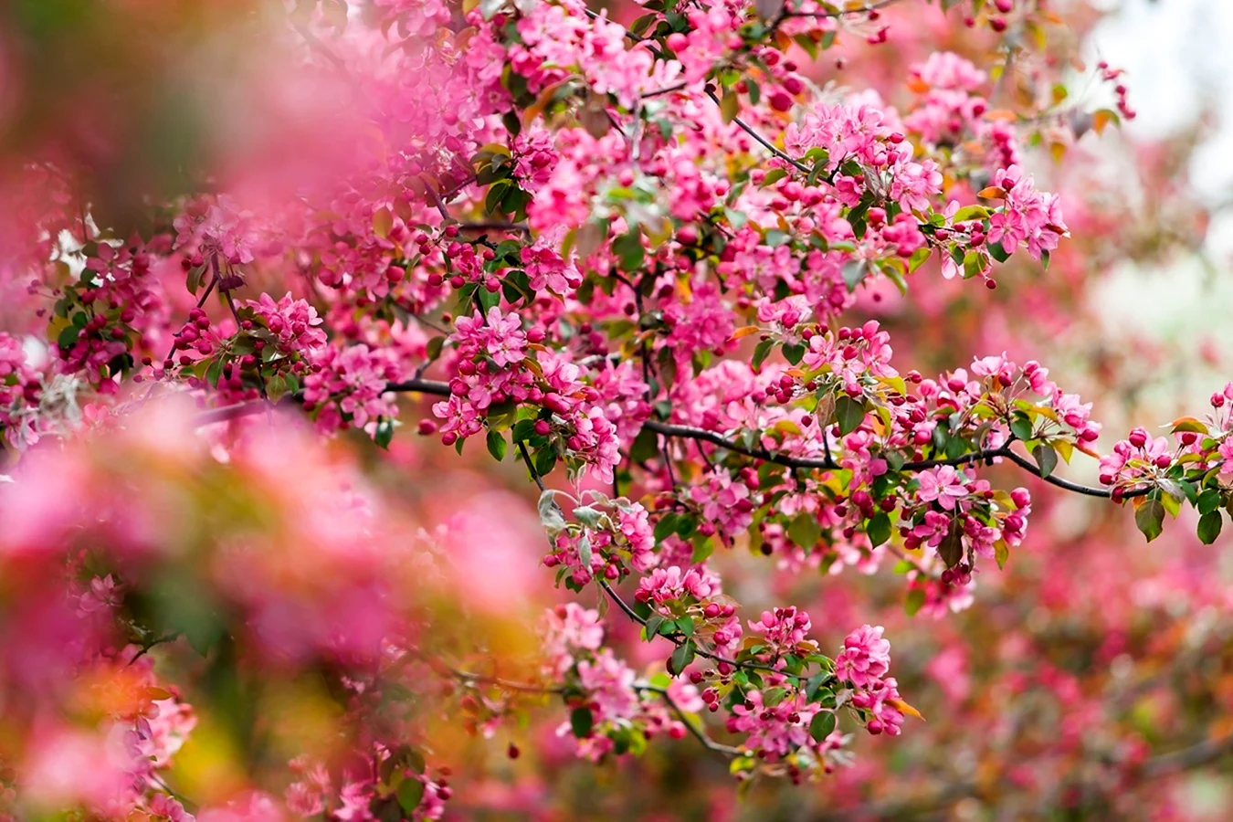 Розовая яблоня в цвету