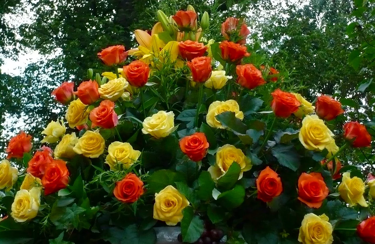 Розы для вас
