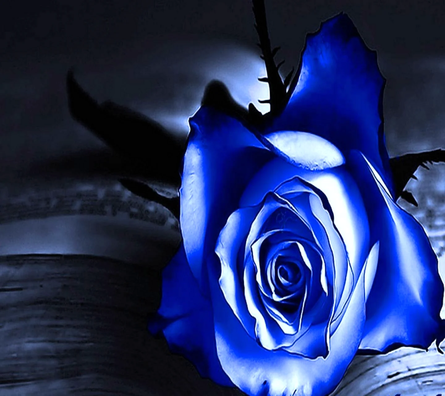 Розы синие и черные