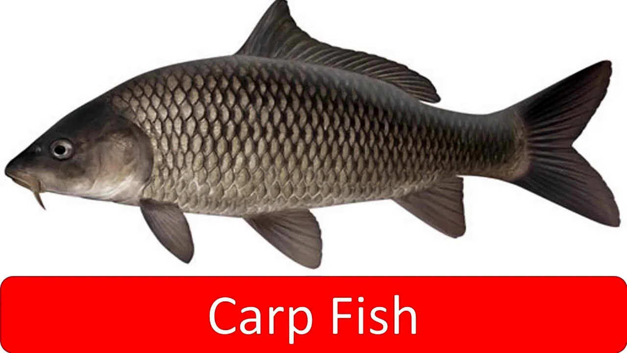 Рыба карась сазан Карп