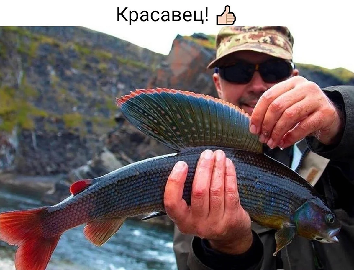 Рыба хариус Сибирский