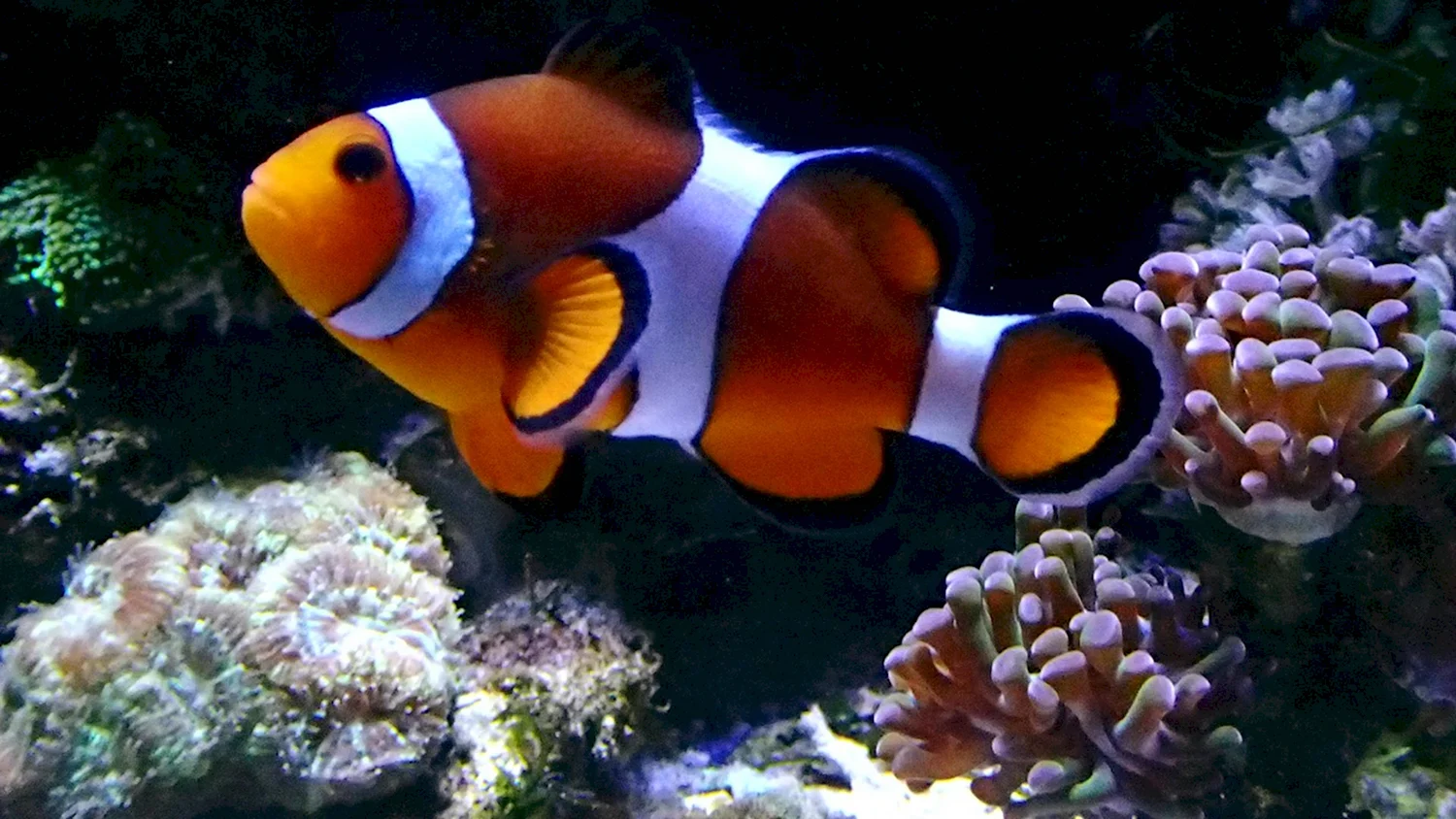 Рыба клоун аквариумная совместимость