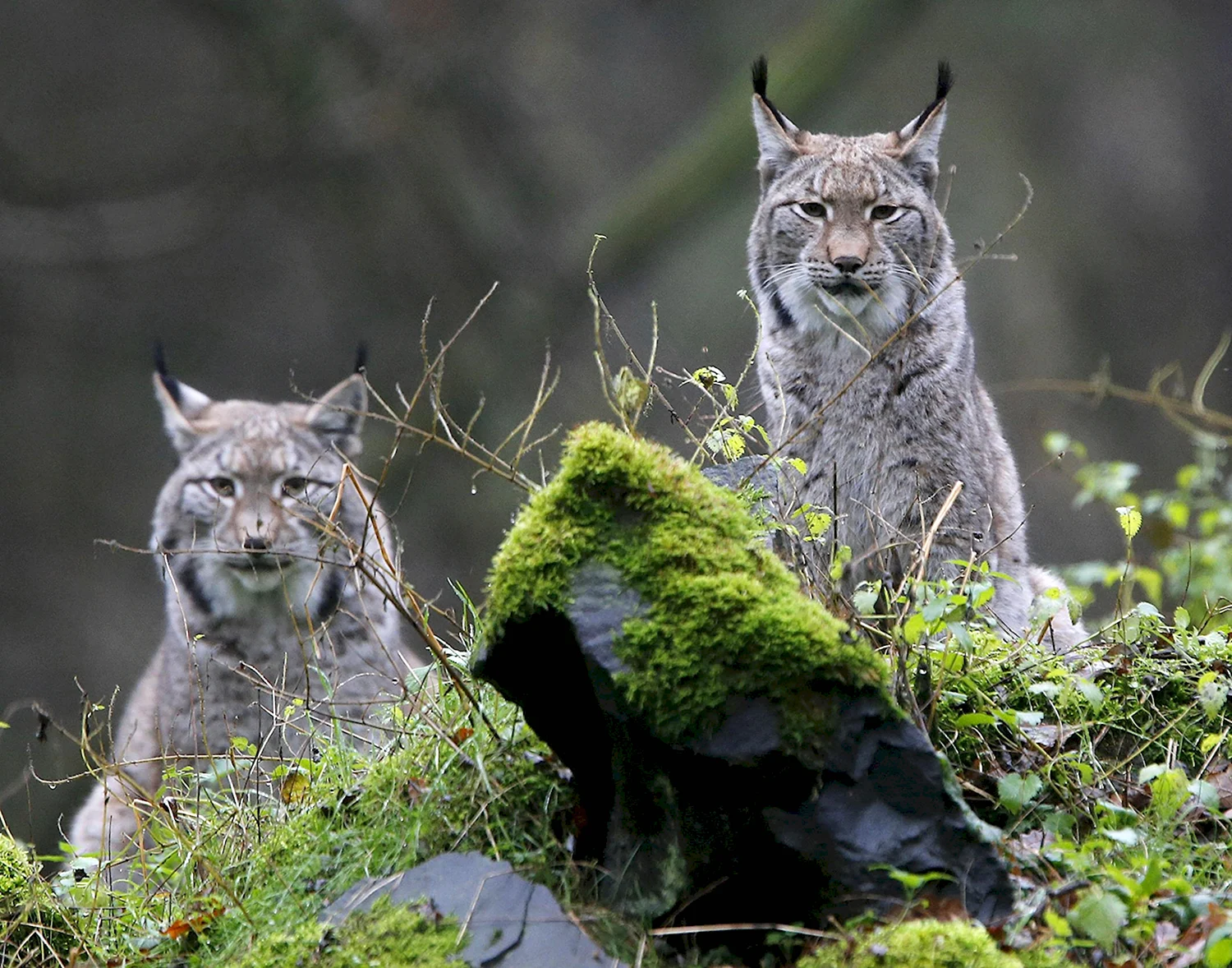Рысь Lynx Lynx в дикой природе