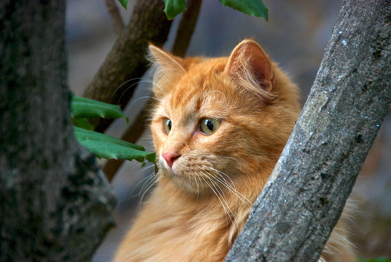 Европейская длинношерстная кошка рыжая. Рыжий кот. Красивый рыжий кот. Красивые рыжие коты.