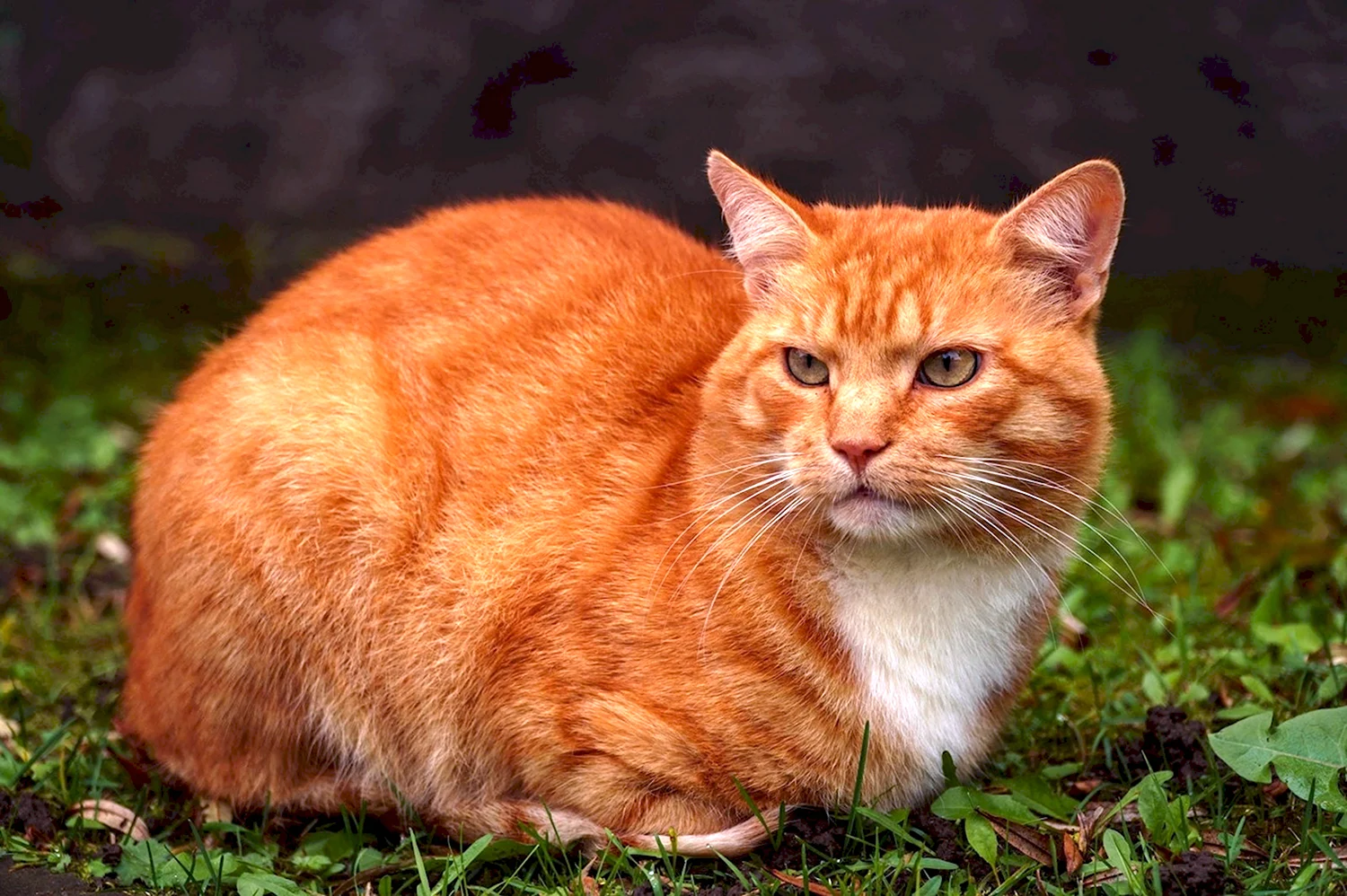 Кот рыжий (195 фото)
