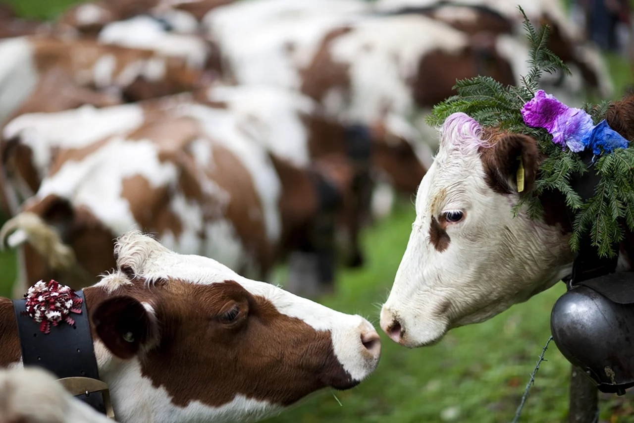 Фотку коровки. Корова. Красивая корова. Сельскохозяйственные животные. Милые коровы.