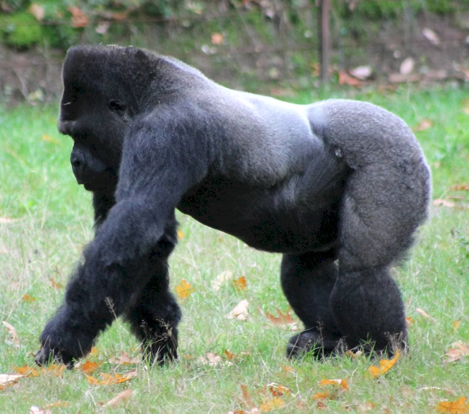Самец гориллы сзади