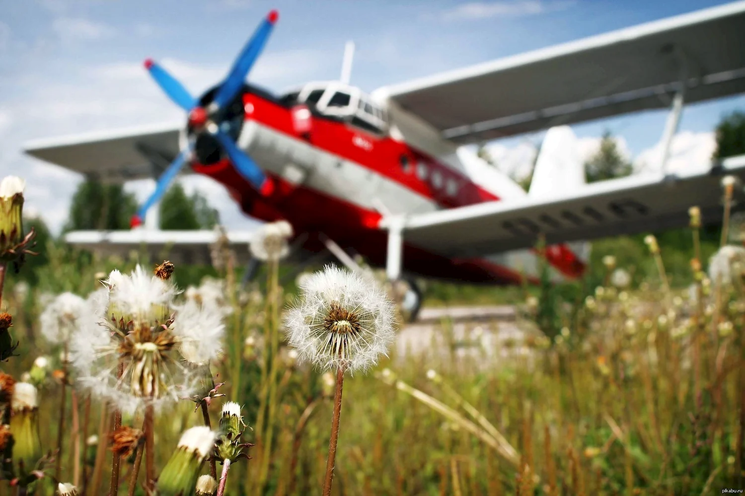 Самолет и цветы