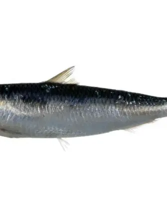 Сардинелла рыба