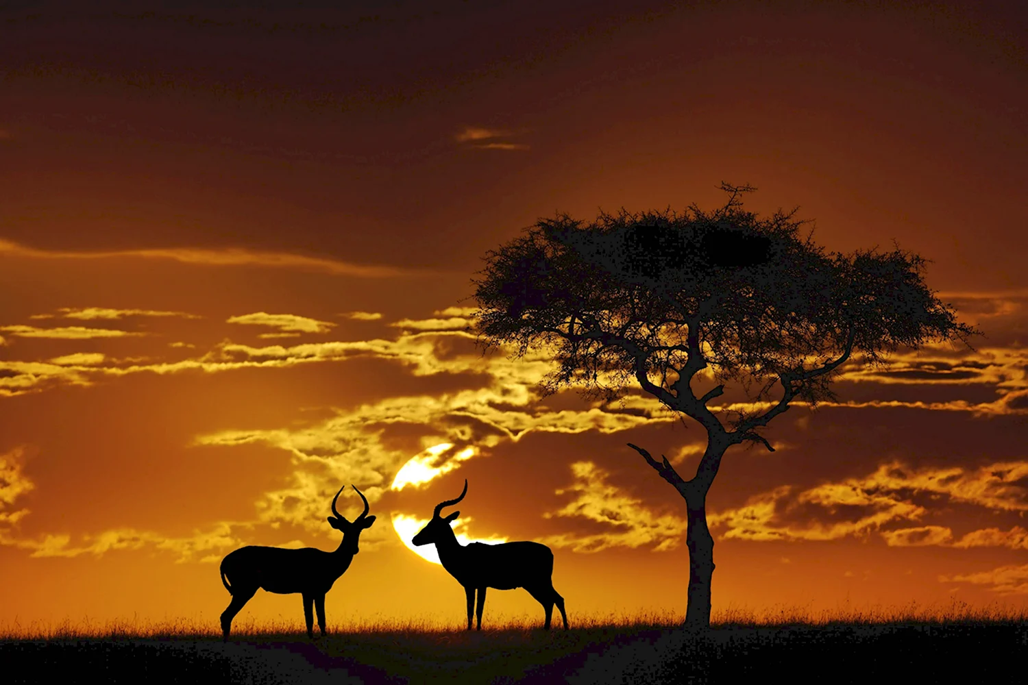 Саванна Кения антилопа