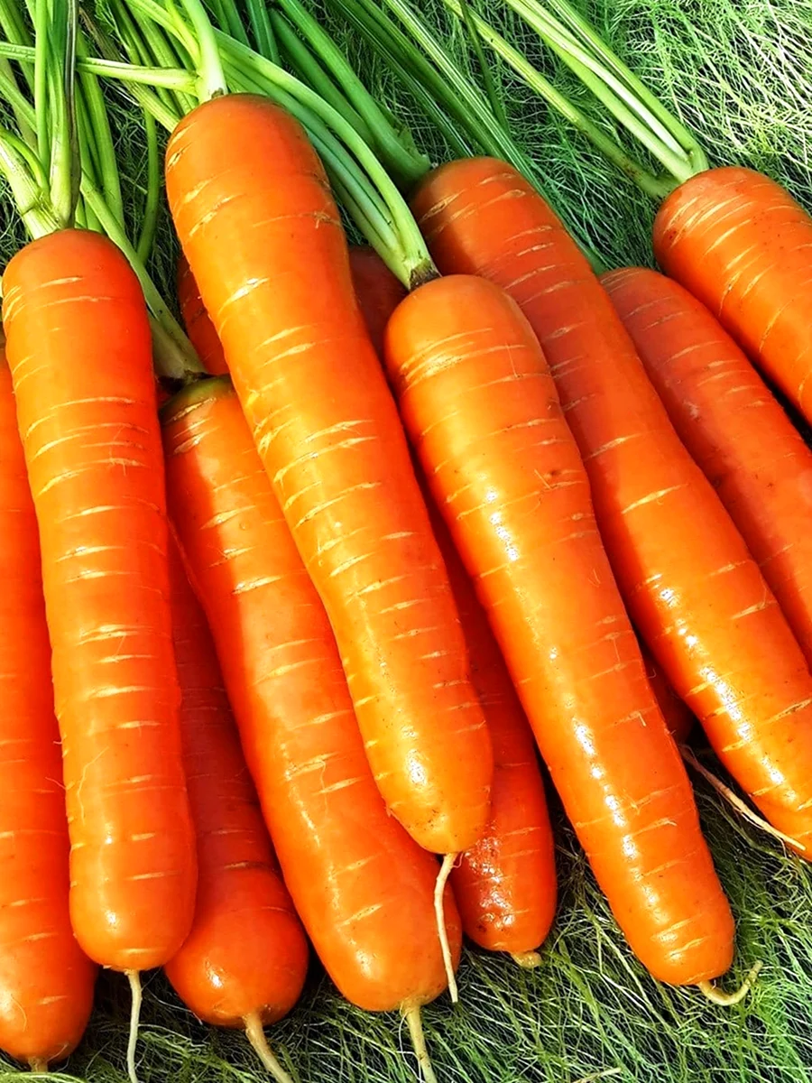 Семена морковь Нантская 4