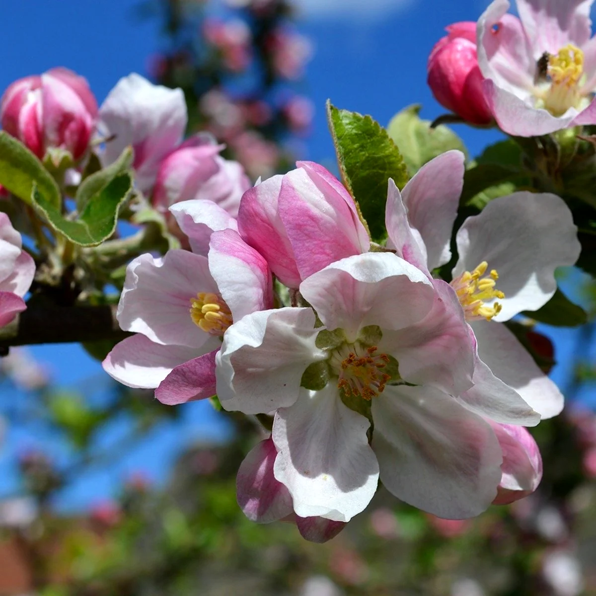 Семеренко яблоня цветет