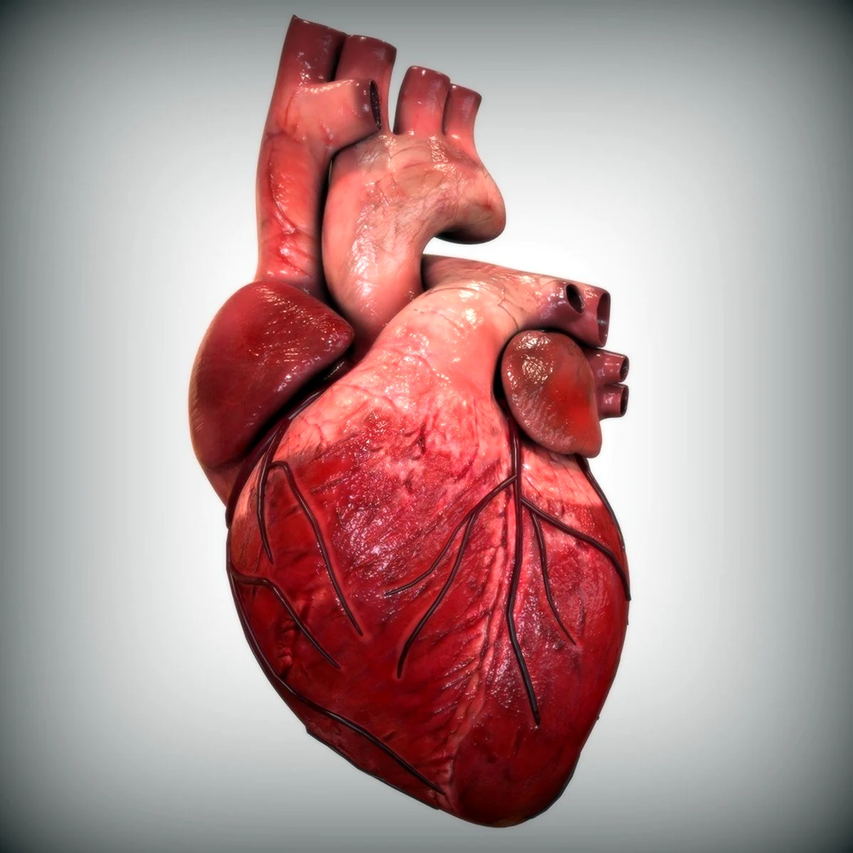 Сердце человека арт