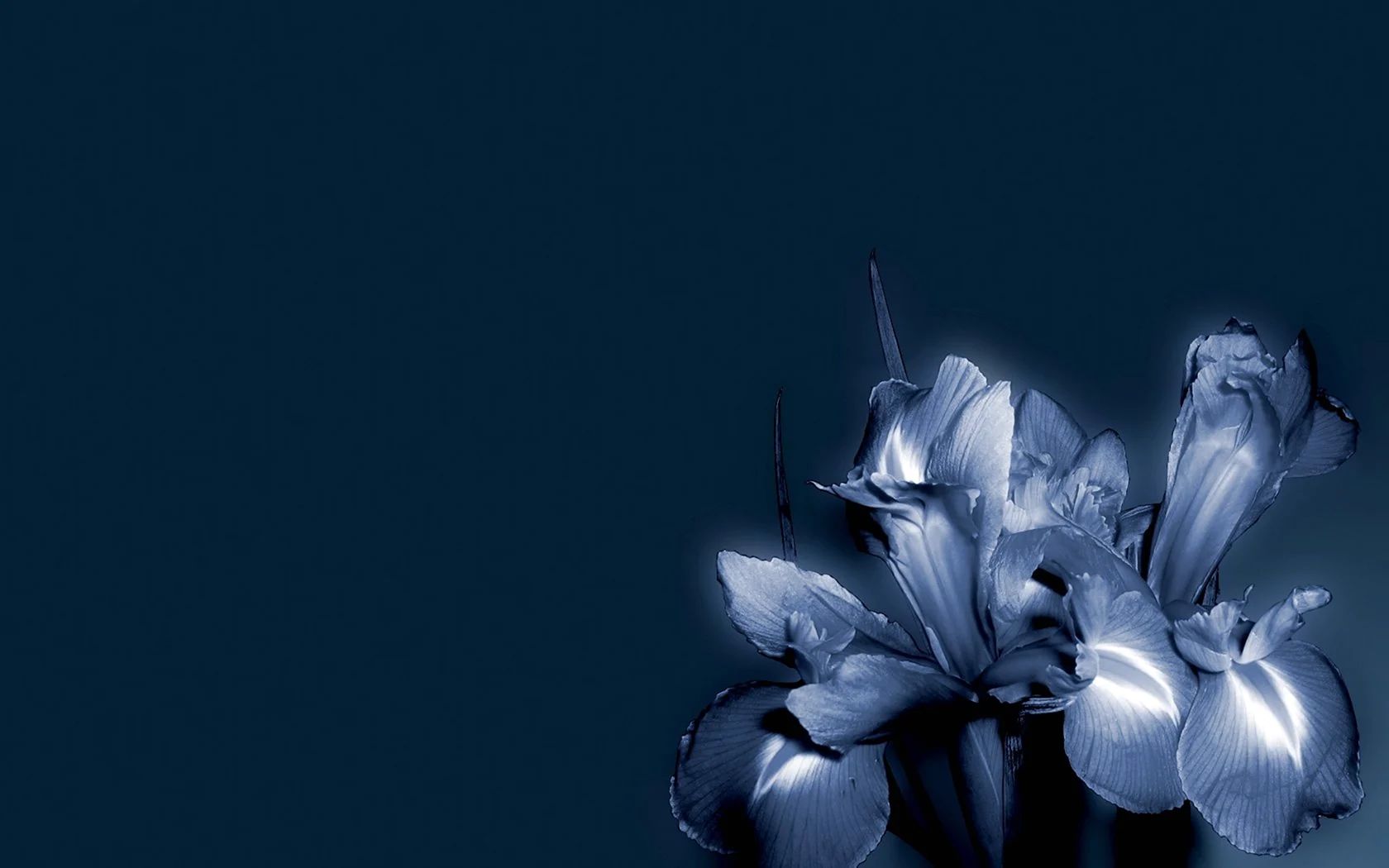 Серо синие цветы