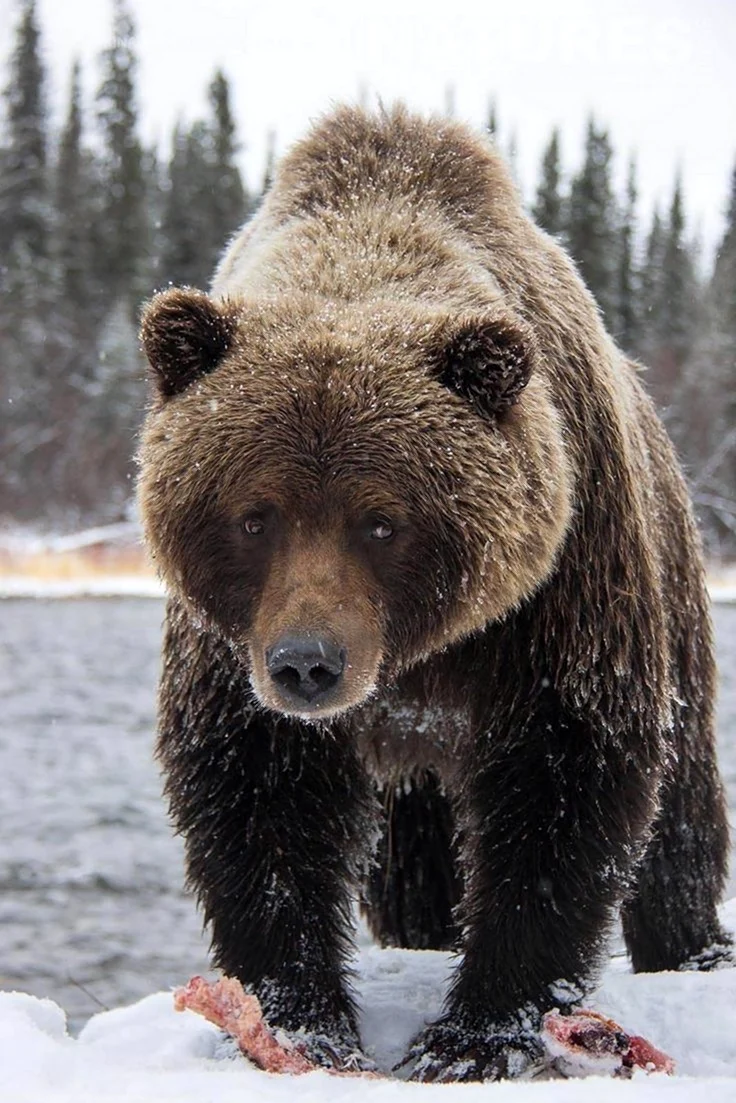 Северная Америка медведь Гризли