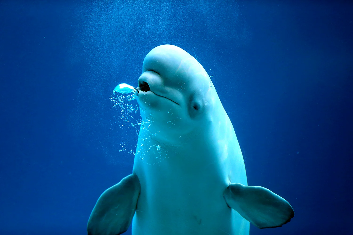 Северный Дельфин Белуха