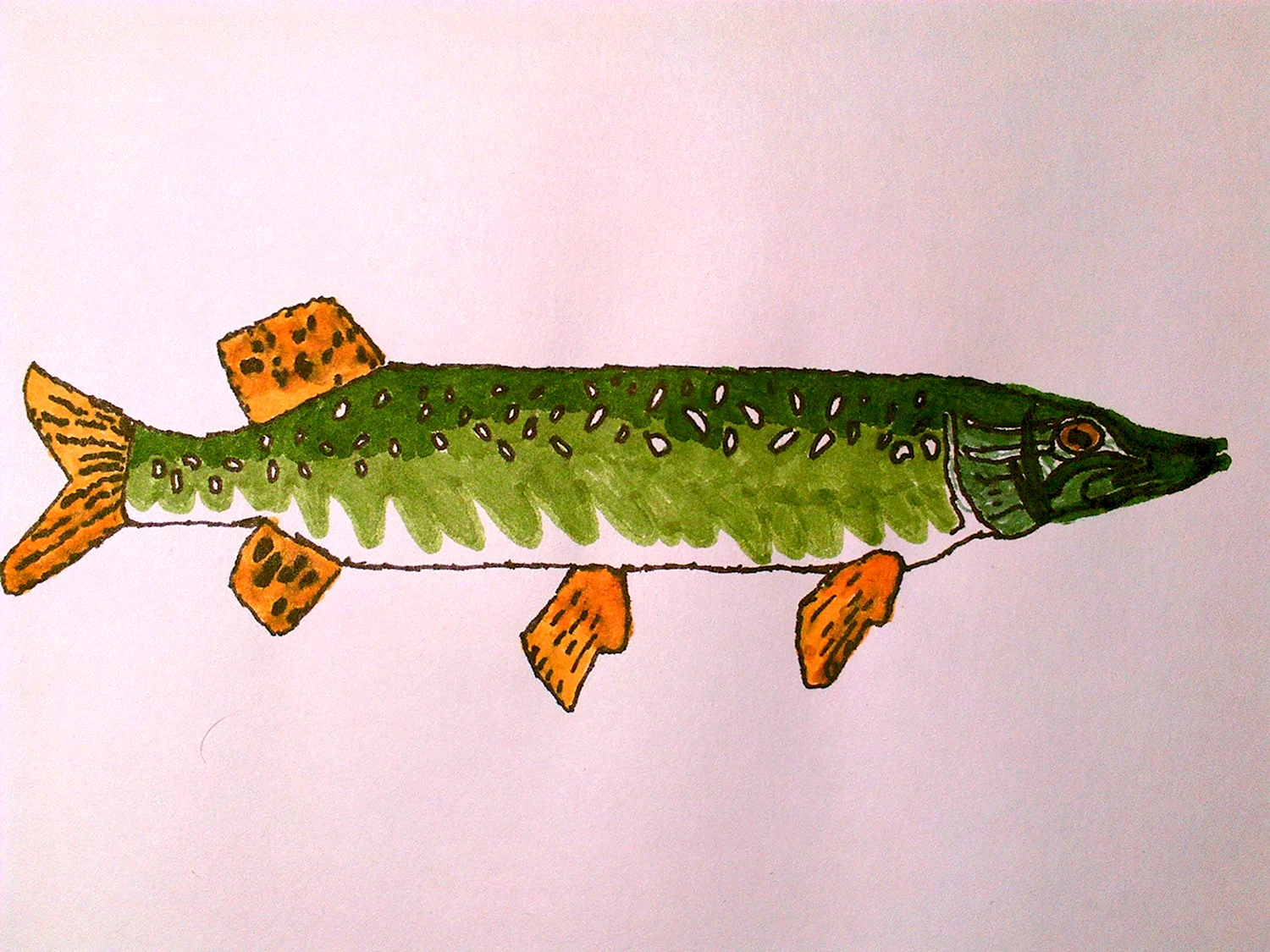 Раскраски щука рыба для детей
