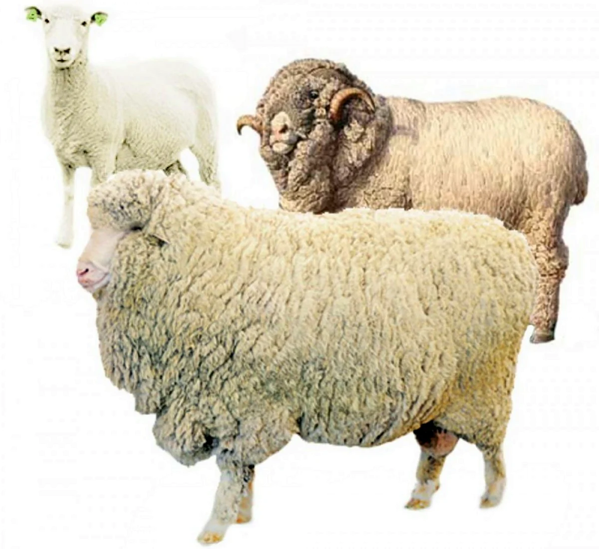 Шерсть тонкорунных овец