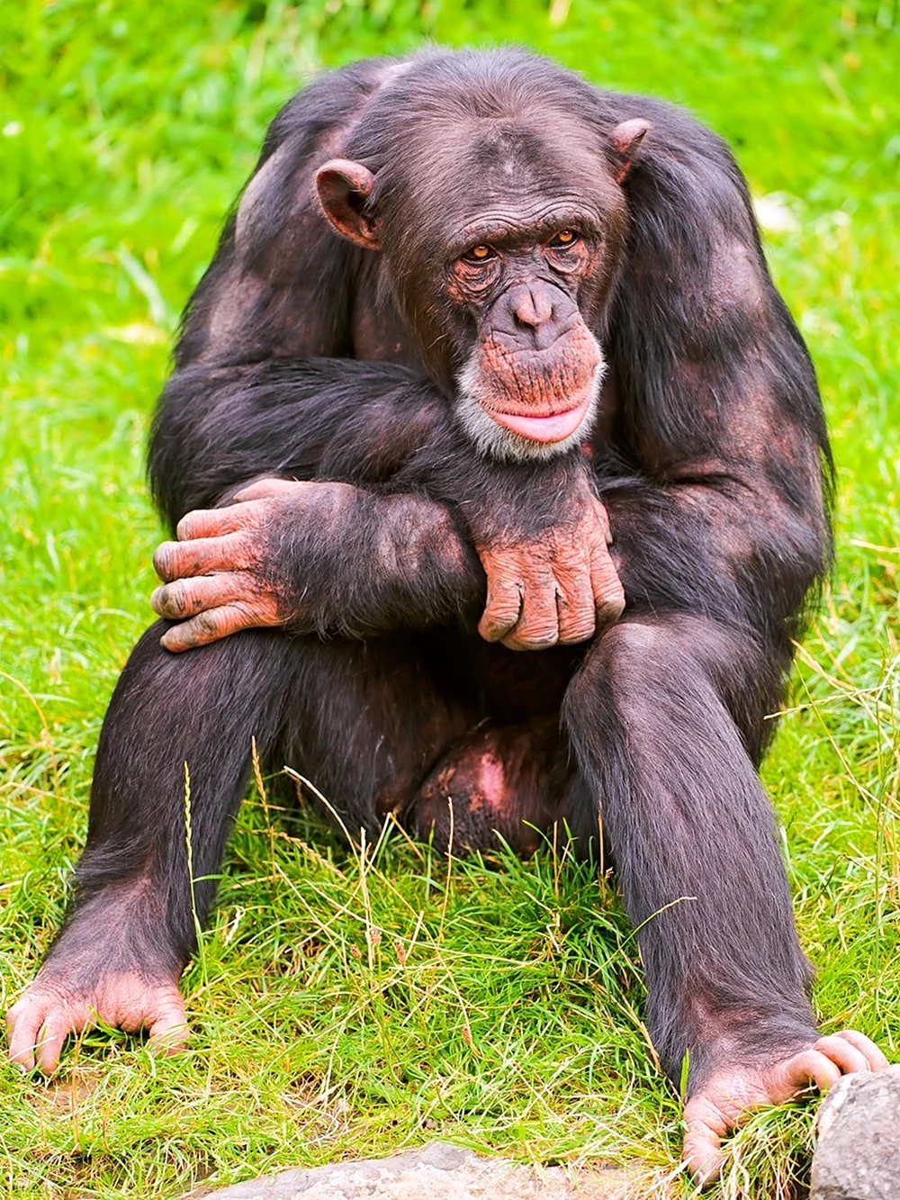 Шимпанзе Нгого