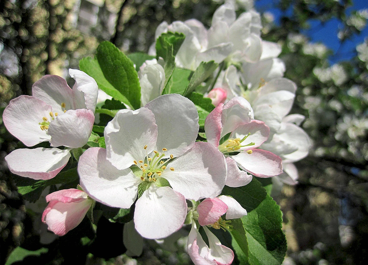 Штрейфлинг яблоня цветет