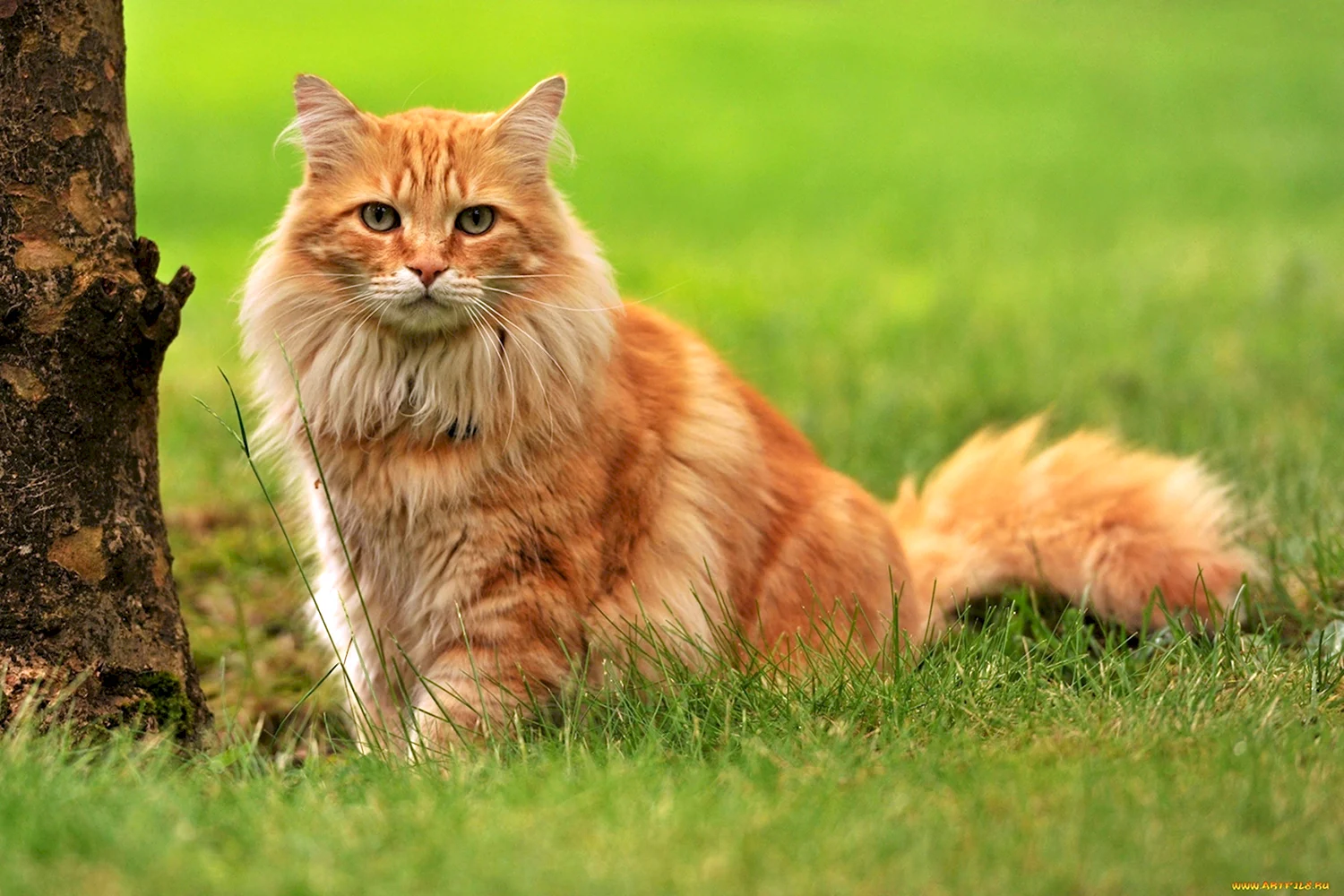 Рыжие сибирские коты (65 фото)