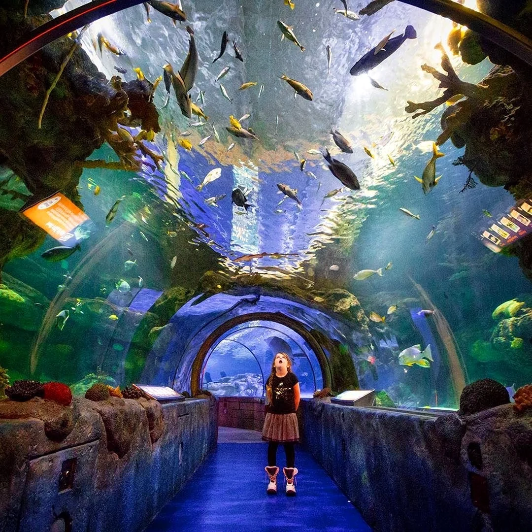 Сиднейский аквариум «морская жизнь»
