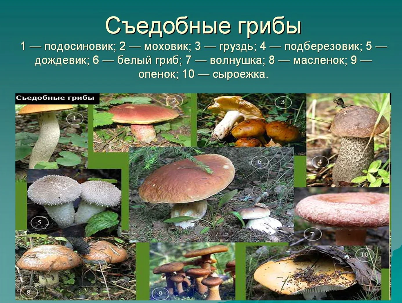 Картинки съедобное и несъедобное (56 фото)