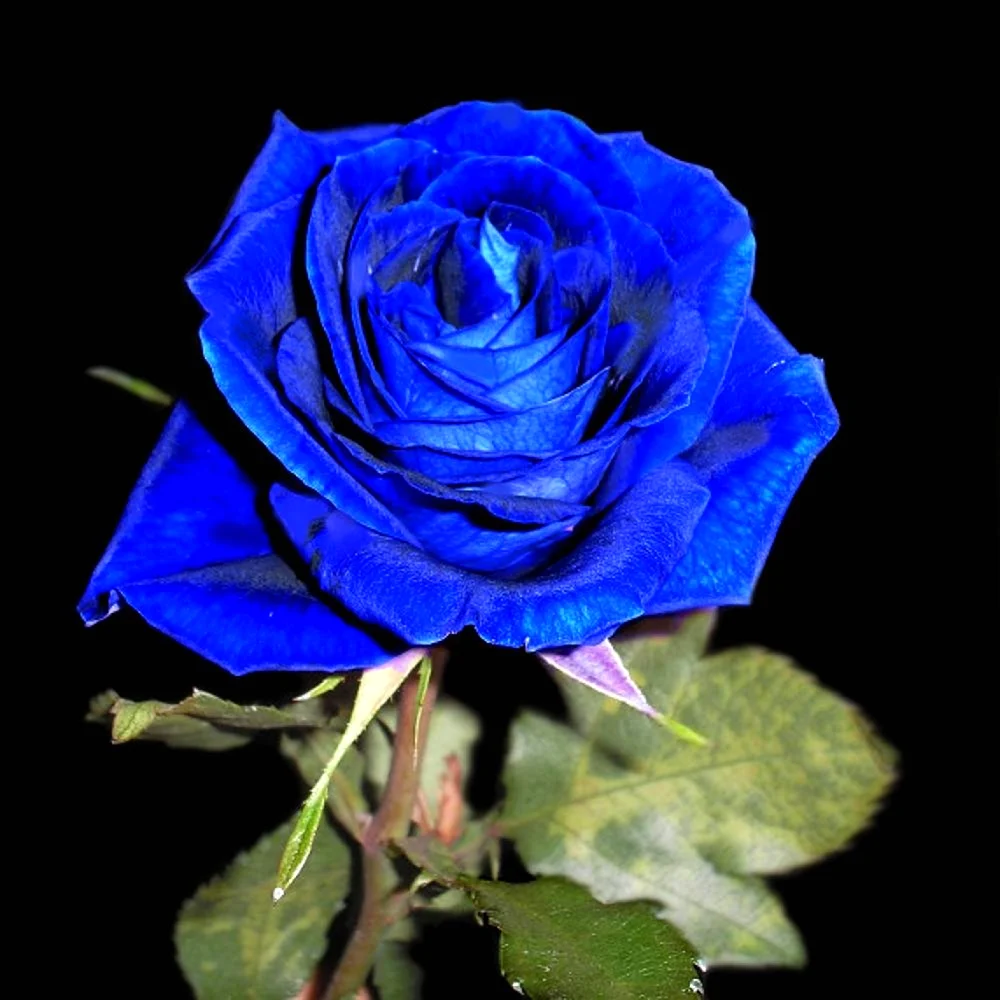 Синяя роза Dostoevsky