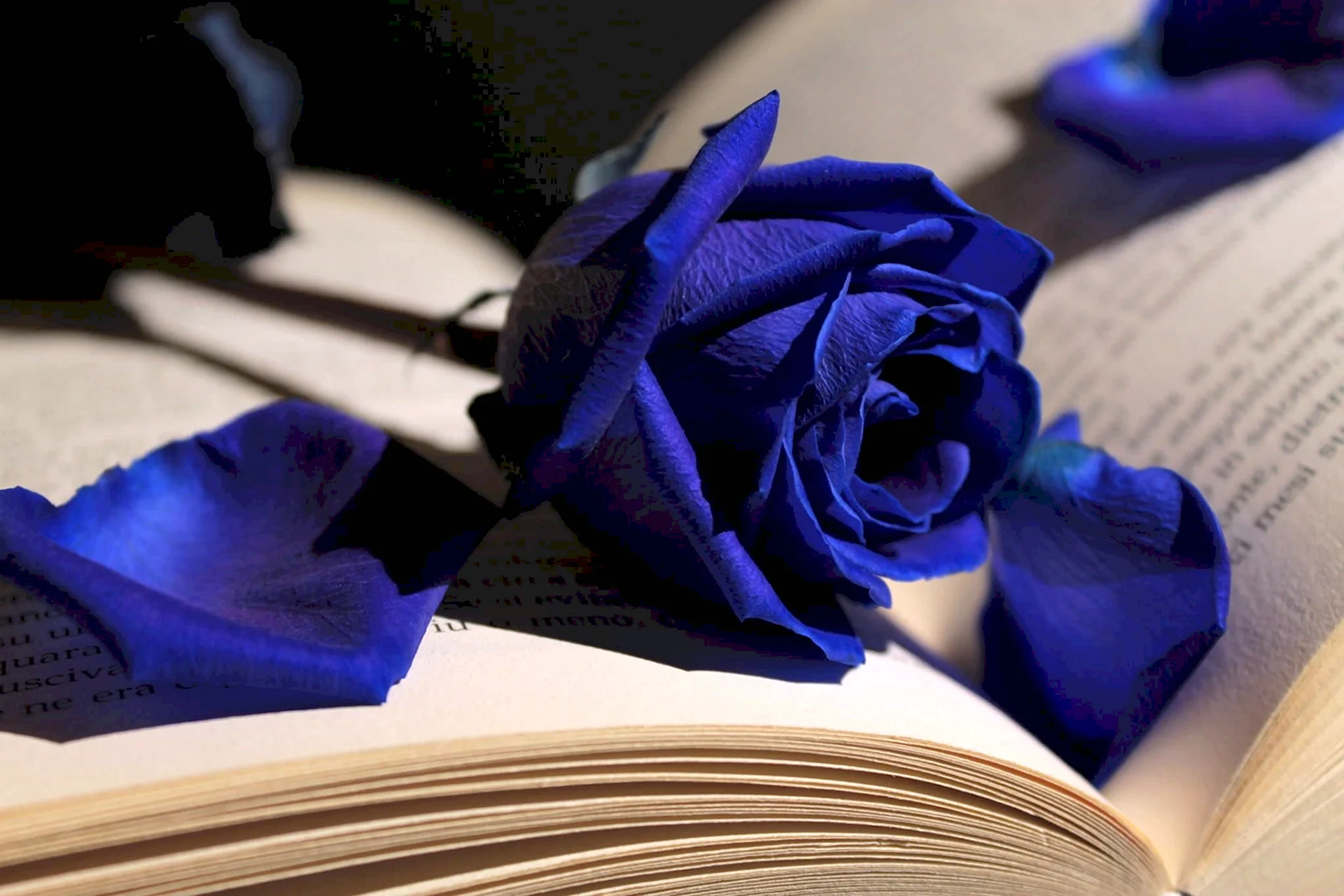 Синие розы Эстетика