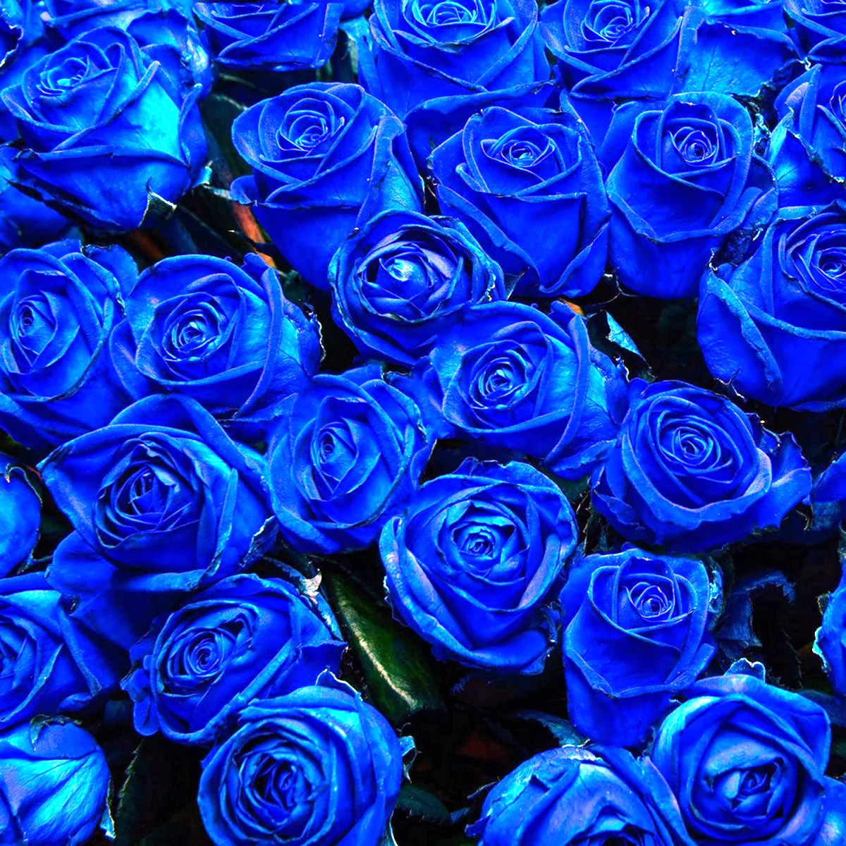 Синие розы Эстетика