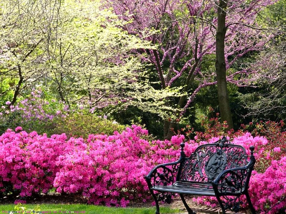 Скамейка в цветущем саду