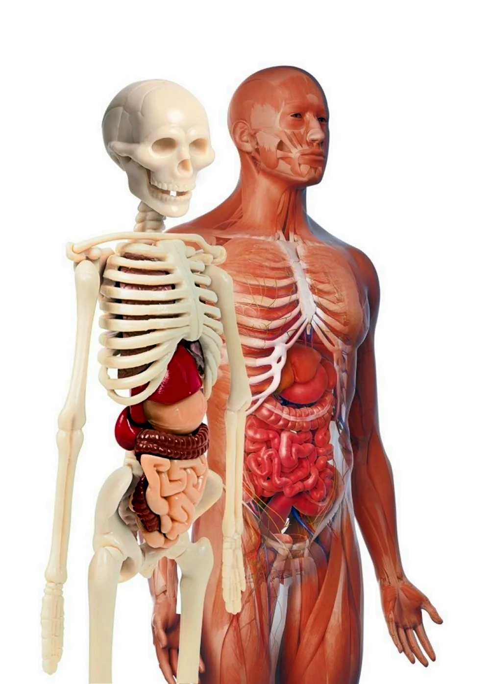 Внутренние органы человека рисунок