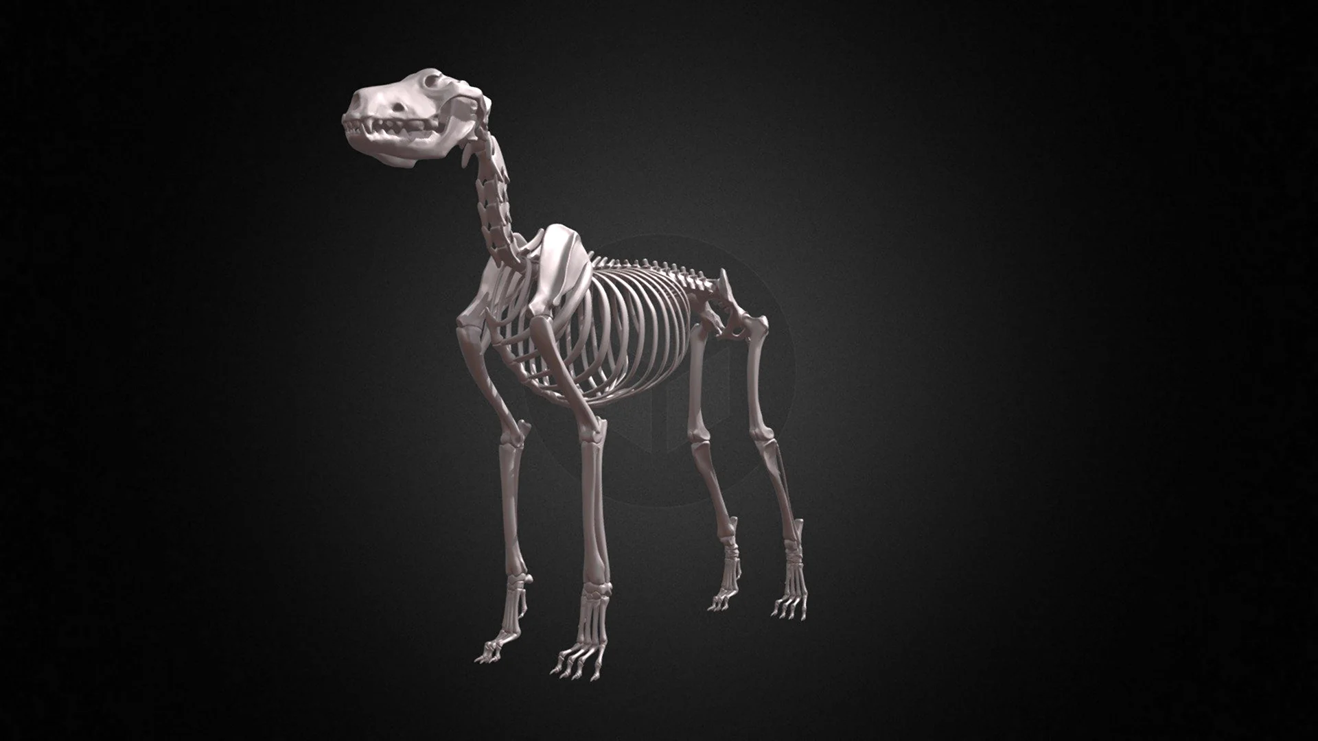 Скелет собаки 3д
