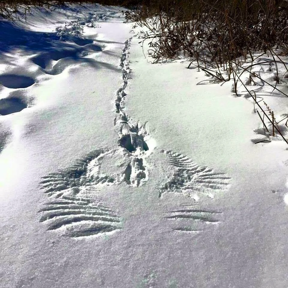 Фото следа волка на снегу и собаки
