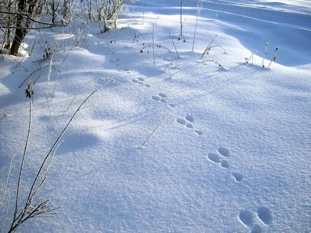 Следы зайца на снегу. Заячьи следы. Следы зайца беляка. Следы зайца беляка на снегу.