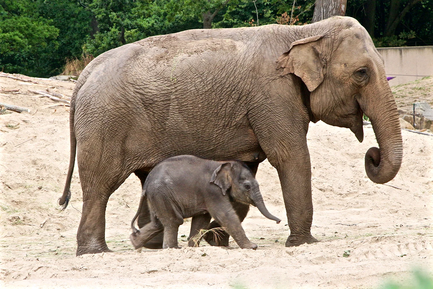 Слон и слониха
