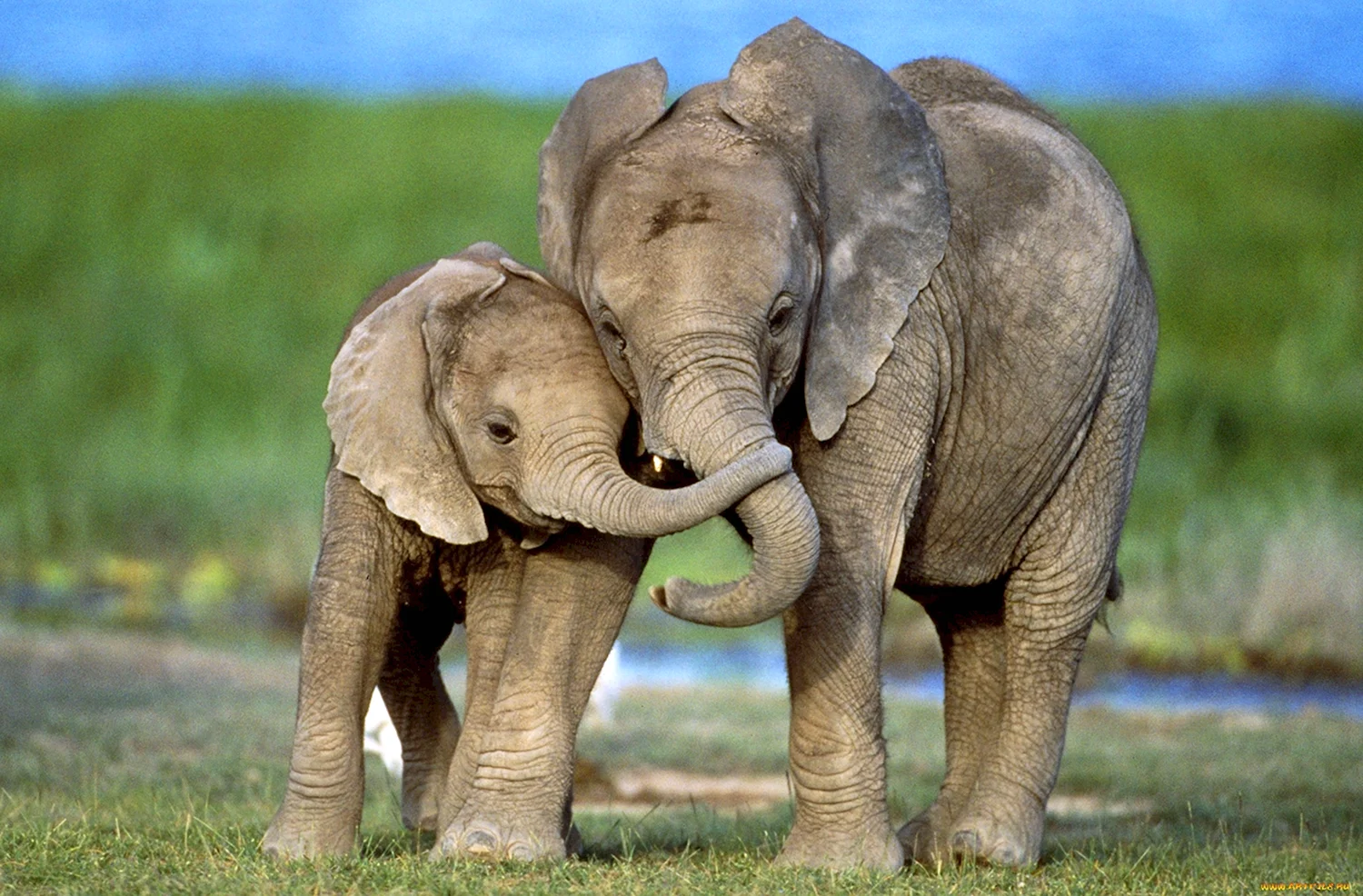 Слониха Слоненок и слон